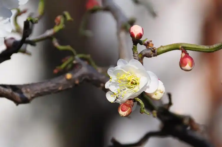 【套图】玉蝶龙游梅——梅中珍品-蜂鸟网