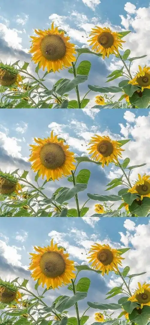 向阳而生,唯美的向日葵壁纸,全屏高清无水印_网易订阅