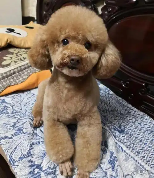 上海市徐汇区有偿寻找棕色泰迪犬