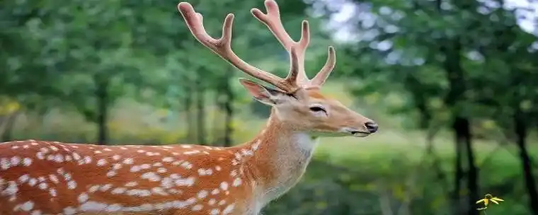 梅花鹿的寓意和象征是什么? - 知百科