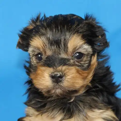 金头刚蓝背约克夏可爱约克夏小体约克夏公dd生日0923天秤座id10084300