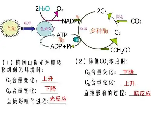 光合作用优秀课件ppt