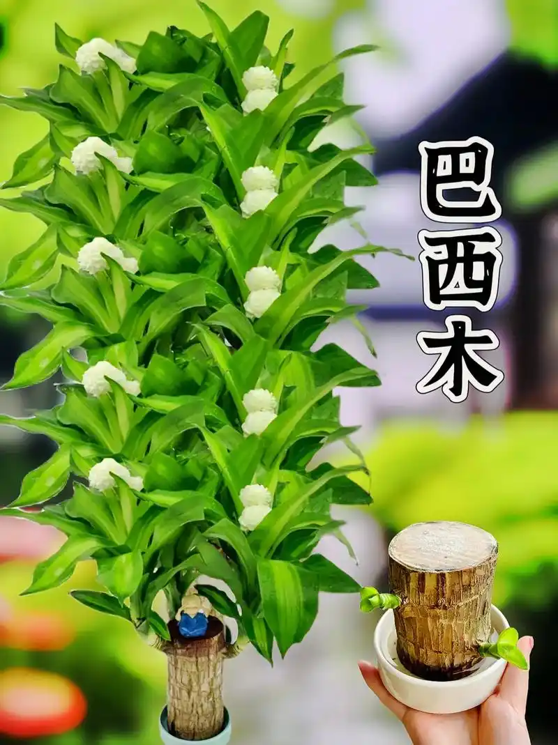 绿植盆景水培植物,巴西木又被称为幸运木.无论是养里