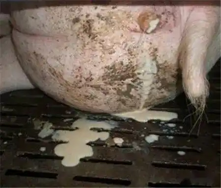 链球菌等细菌在子宫大量繁殖,排出大量乳白色,黄白色分泌物,造成母猪