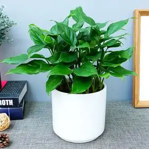 万年青植物盆栽小