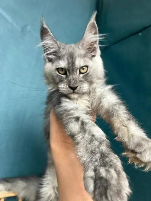 这种是串串缅因