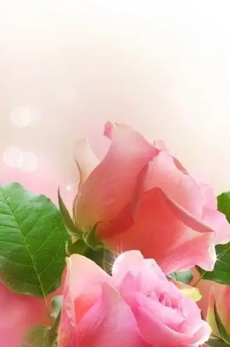 玫瑰情缘浪漫唯美壁纸