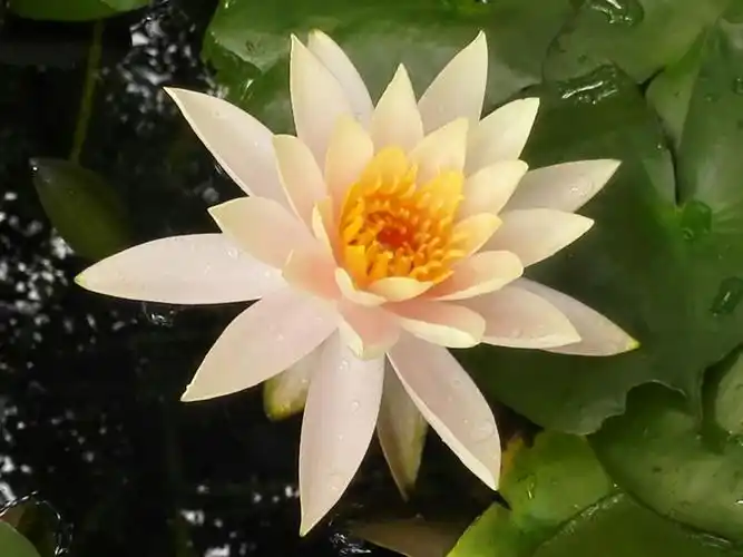 睡莲也是荷花展的一部分 ,都是名贵品种.睡                    长.