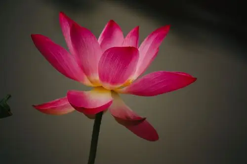 立夏入伏的日子里拍一组漂亮荷花的照片,给大家带来一丝夏日的清凉