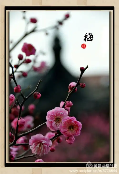 摄影 用"相机"作画一一梅花   梅花是中国十大名花之首,兰花,竹子