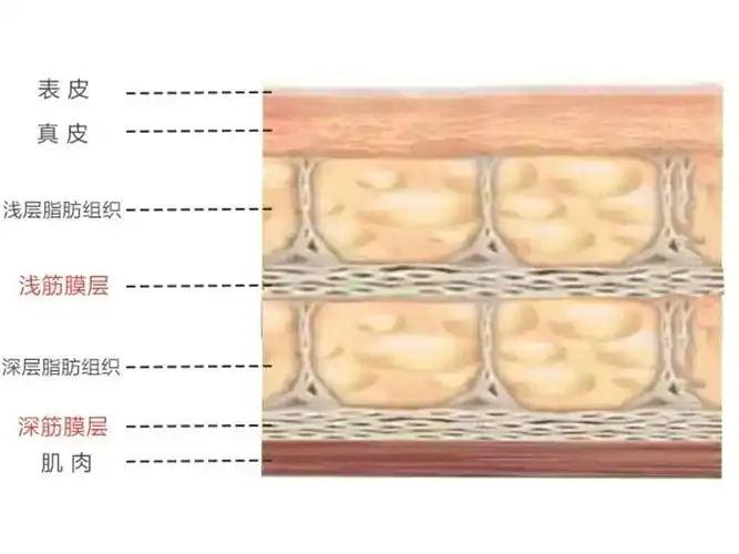 一切不以深入筋膜层的抗衰,都是衰流氓!