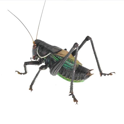 蝈蝈活鸣虫新活体山东精品铁皮山翡翠翠绿宠物特色爬宠