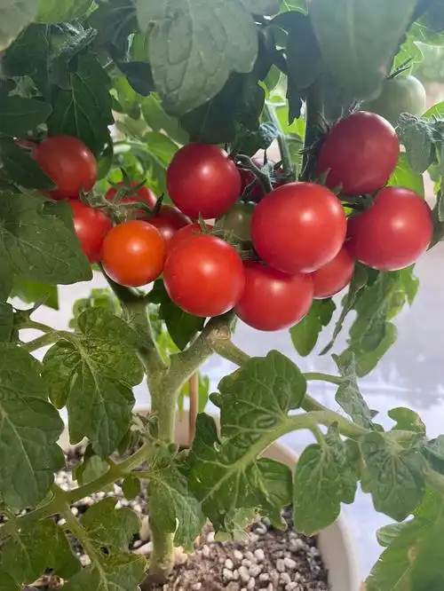 矮生盆栽小番茄