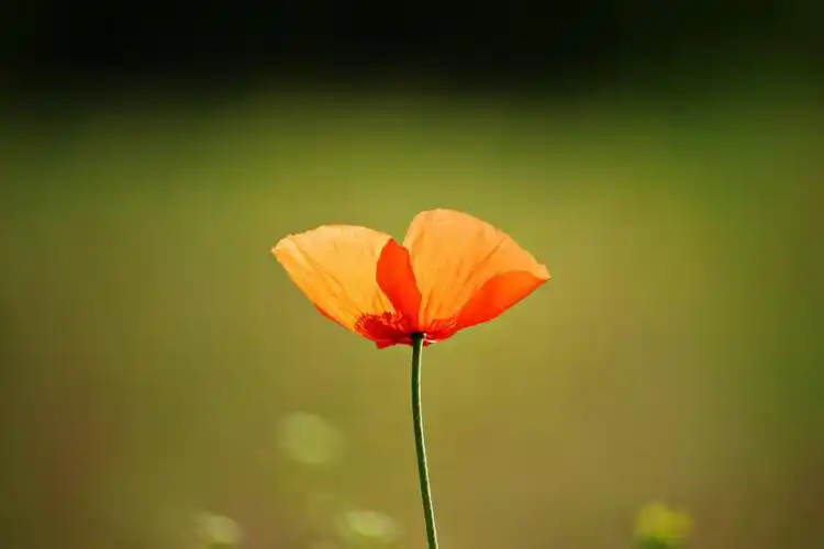 花 罂粟 红罂粟 开花 罂粟花5k图片,4k高清风景图片,娟娟壁纸