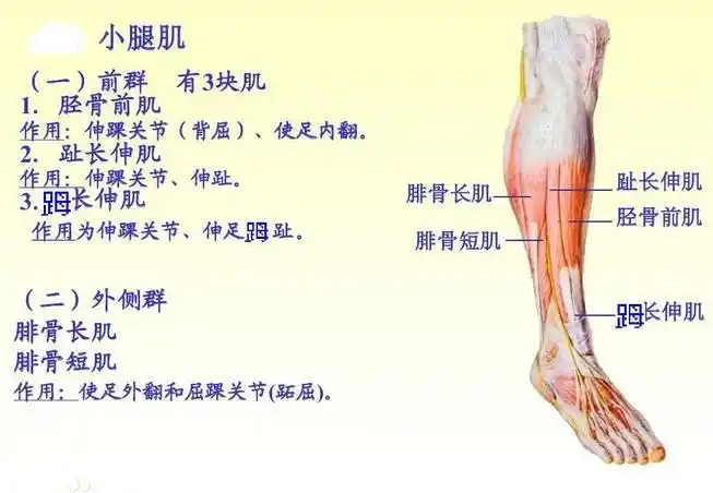 人体小腿肌肉分布轮廓图 - 小腿胫骨的位置图 - 实验室设备网
