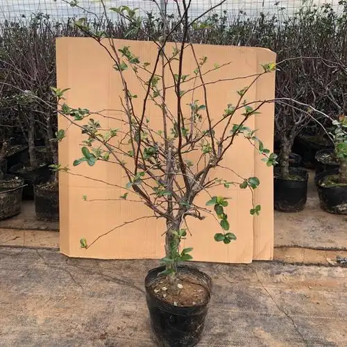 长寿东洋十二二一海棠花盆栽花卉老桩庭院室内时令草本花卉