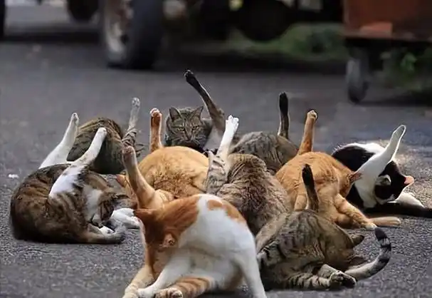 16张让人爆笑的猫咪图片,看到第一张就笑得不行了-华威派