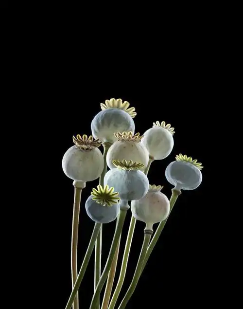 无人,竖图,室内,特写,白天,正面,植物,罂粟,许多,黑色背景,草药,花蕾