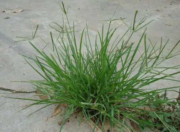 农村这种野草是一种天然的凉茶有凉血和解毒的作用