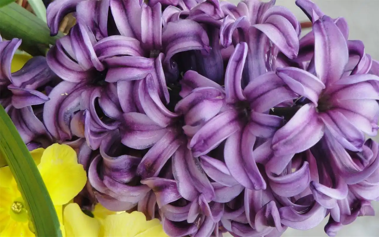 唯美紫色系花卉高清电脑桌面主题壁纸图片