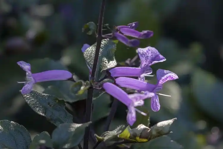莫娜紫香茶菜vv首发