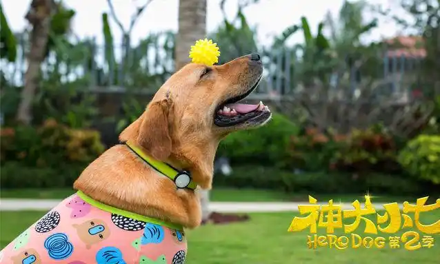 《神犬小七2》荧屏最萌汪星人的华丽冒险