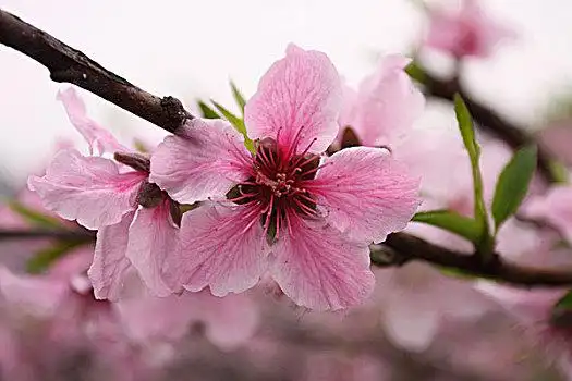 盛开的粉色桃花