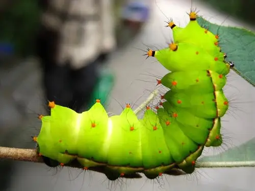 惊现大绿毛毛虫