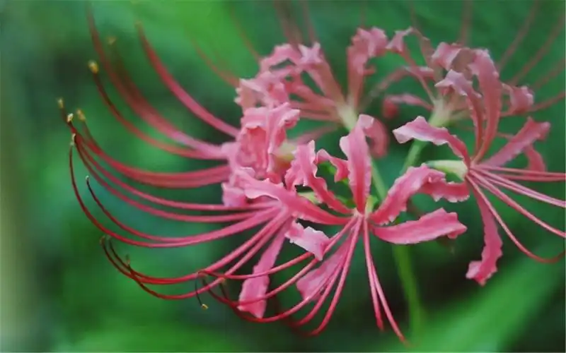 唯美彼岸花护眼高清桌面壁纸