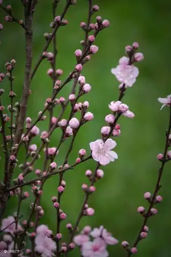 又是一年桃花开含苞待放的样子真的很吸引人大家也可以拍一拍