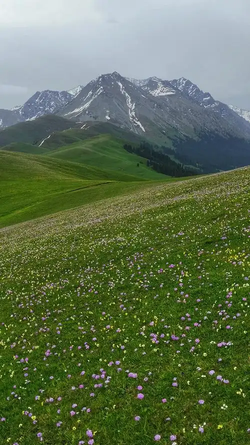 天山脚下草原花海漂亮的手机壁纸