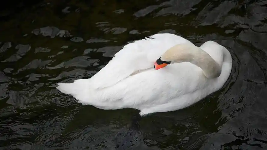 2023年抖音最火背景图片