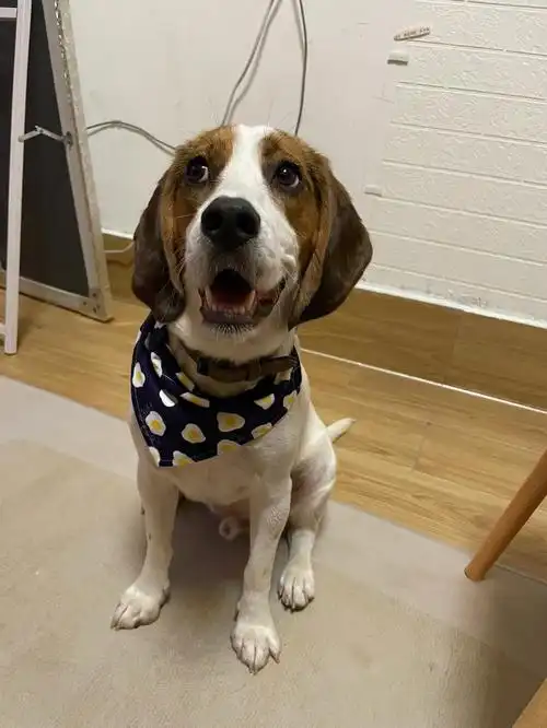 它的表情贼眉鼠眼的