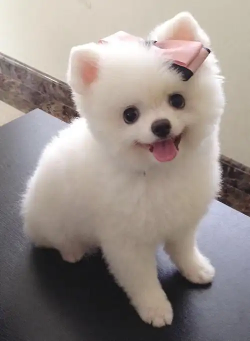 亲,你们谁有可爱又萌萌哒的狗图片?