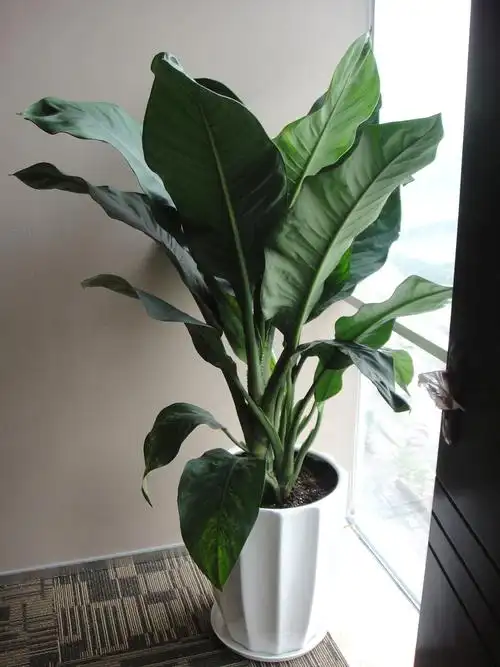 绿巨人_大型绿植_武汉云楚香园林绿化工程有限公司