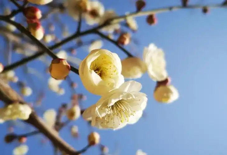 清新养眼的梅花风光图,图片大全,高清,图库-回车桌面