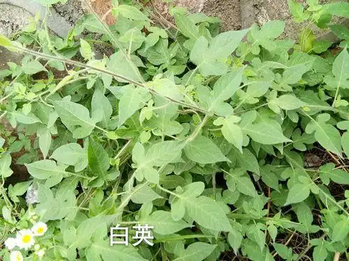 水沟边发现珍贵的植物叫白英又称和尚头草有很好的抗癌作用