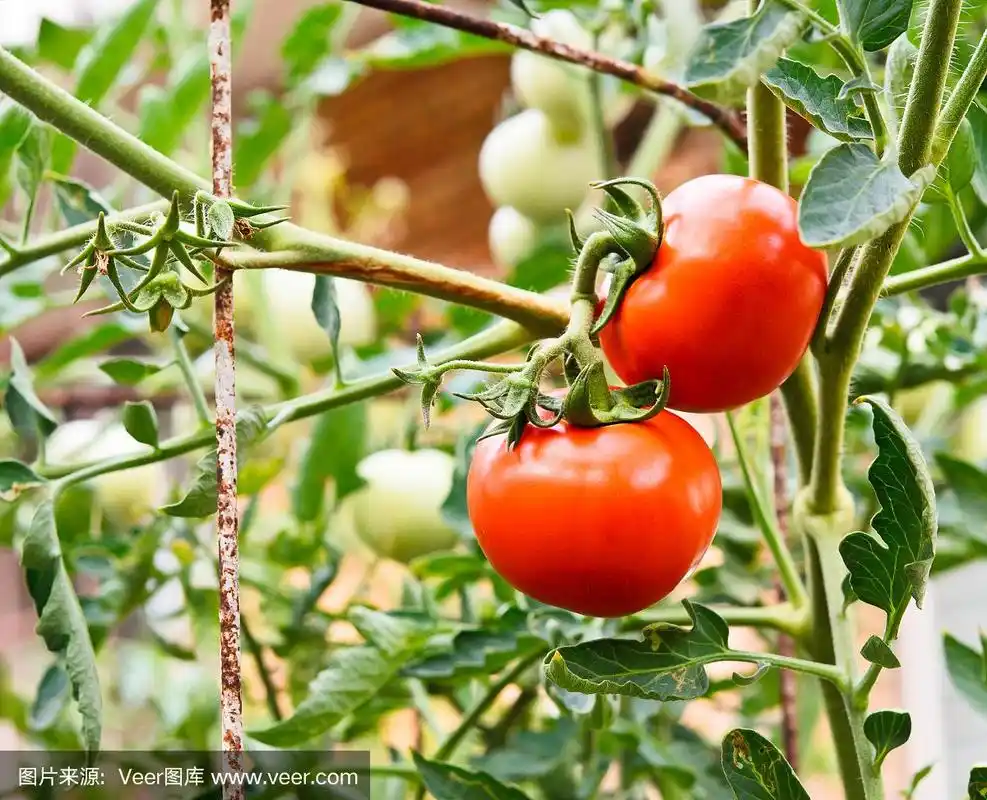 成熟的西红柿自然在树上