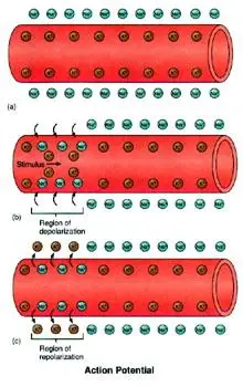 极化去极化超极化