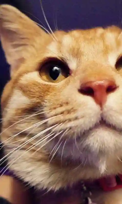 可爱呆萌傲娇喵星人高清手机壁纸