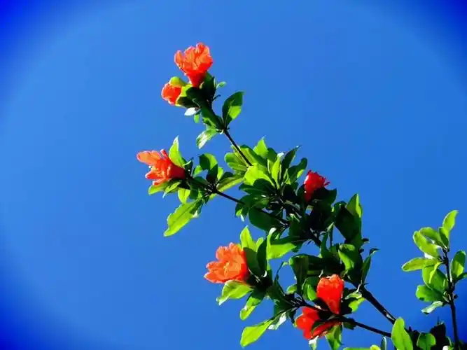 8首石榴花诗词,惊艳了夏天