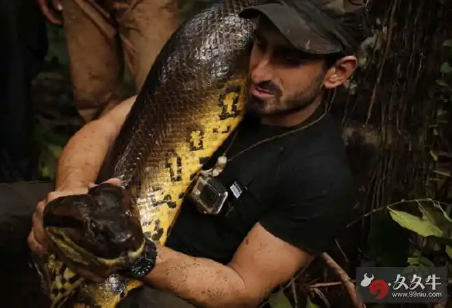 蟒蛇吃人全过程 作死男电视直播蟒蛇生吞活人遭批标题党