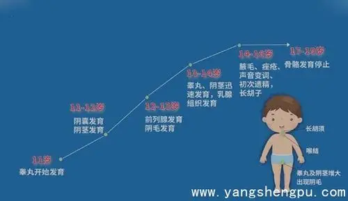 13~14岁睾丸,阴茎迅速发育,乳腺组织发育.