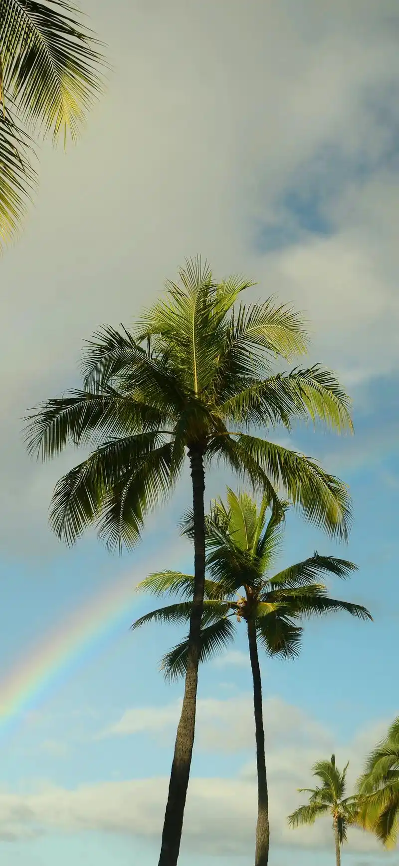 夏天 海洋 沙滩 椰子树 #壁纸 - 抖音