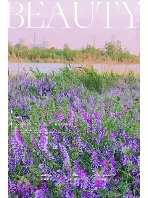 野豌豆花也有春天