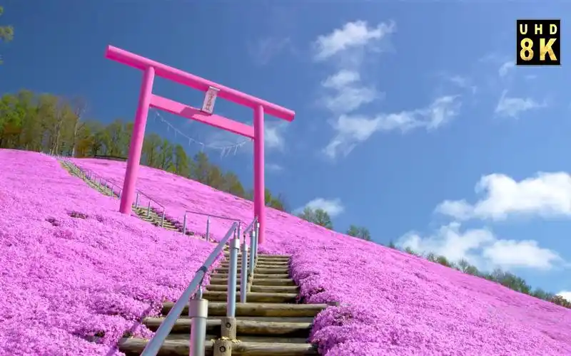 【日本摄影】北海道 东藻琴芝樱公园 - 樱花色的世界