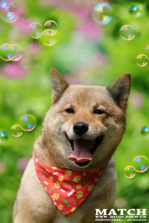 开怀大笑的小柴犬………每一年我.