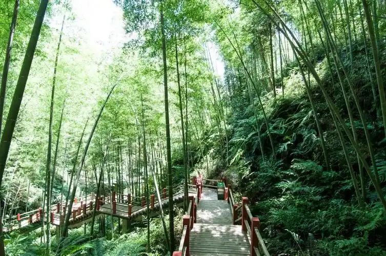 贵州省赤水有一个美丽的地方:赤水竹海国家森林公园