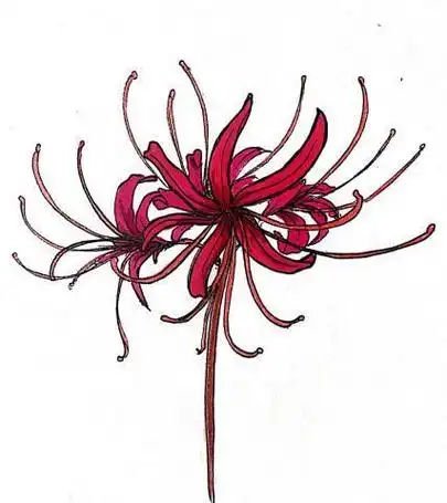 简笔画彼岸花的水粉画