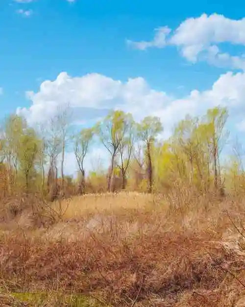 森林, 夏季, 旱季, 灌木, 灌木丛, 草, 景观, 农村, 甸, 性质